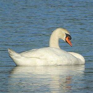 Mute Swan